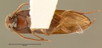 Media type: image;   Entomology 2369 Aspect: habitus ventral view